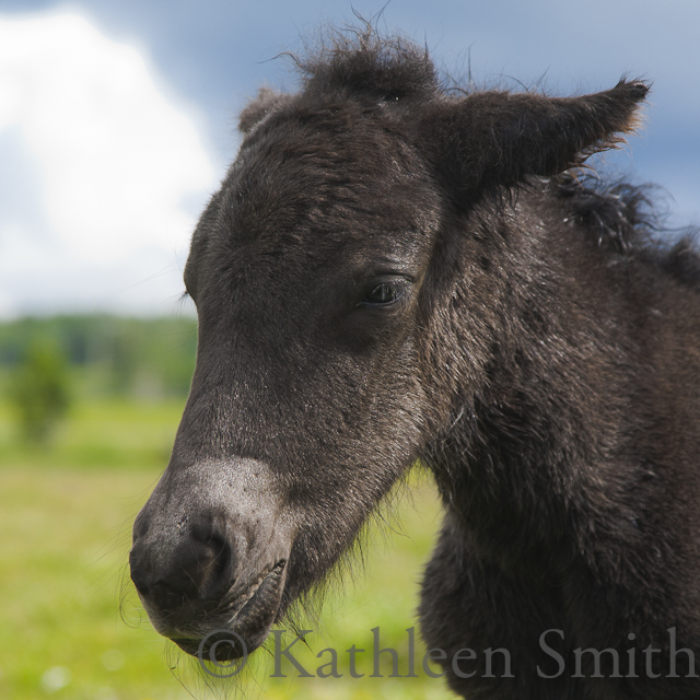 Newborn black Icelandic horse foal