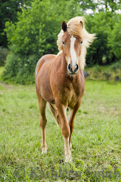 Young Icelandic horse stallion