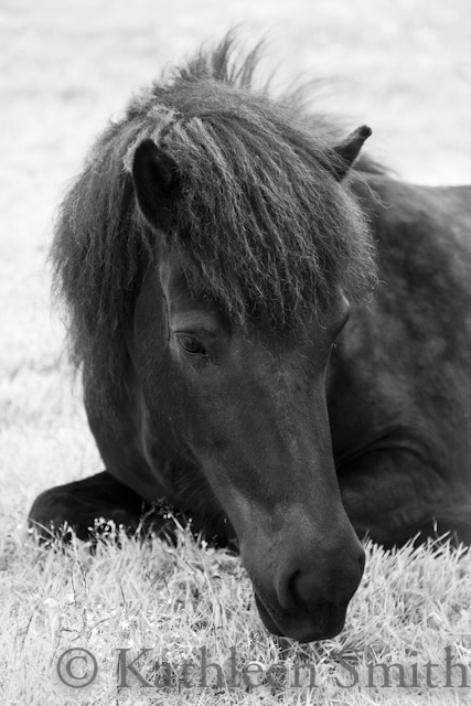 Black Icelandic horse