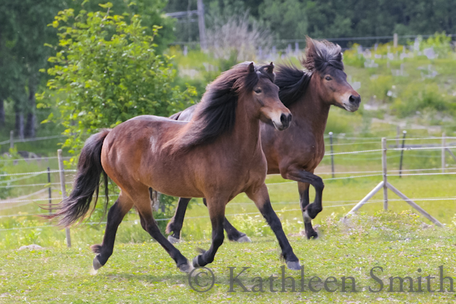 Two brown Icelandic horses