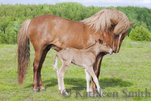 Icelandic horse mare greeting her newborn foal