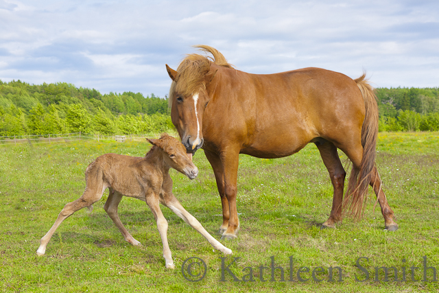 Chestnut Icelandic horse mare with her newborn foal