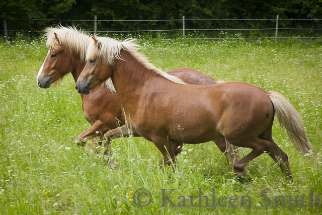 Two young Icelandic horse stallions