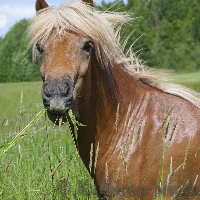 Chestnut Icelandic horse
