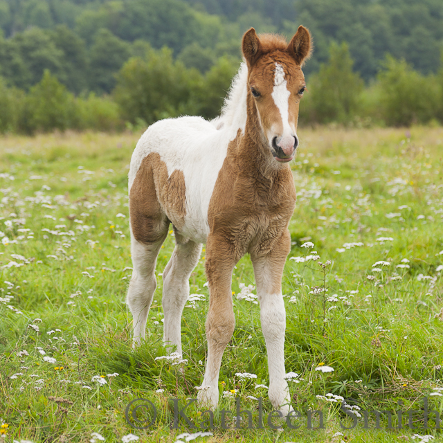 A chestnut skewbald or pinto Icelandic horse foal