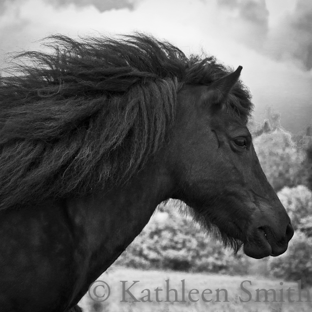 Balck Icelandic horse