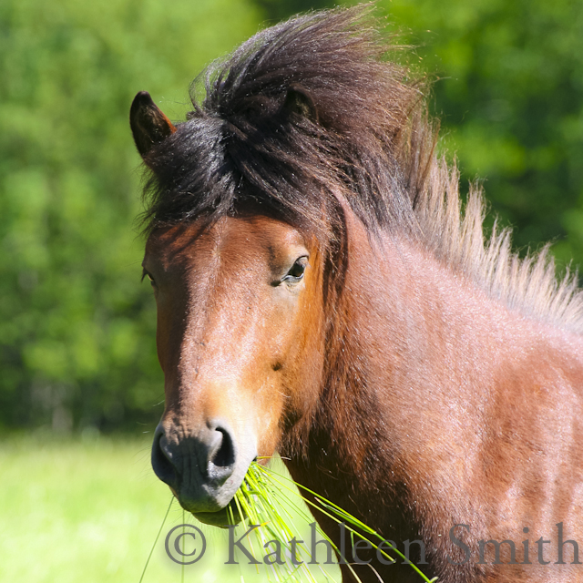 Brown young Icelandic horse