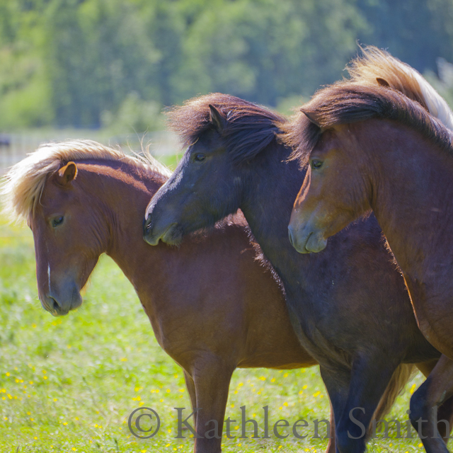 Three young Icelandic horse stallions
