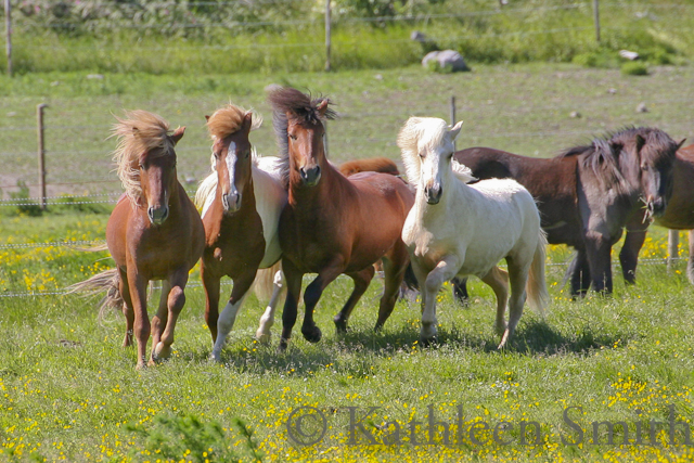 Group of young icelandic horse stallions