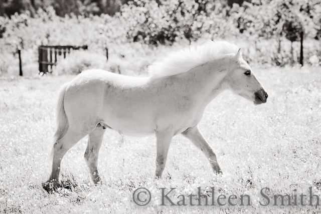 ©Kathleen Smith. Young Icelandic horse