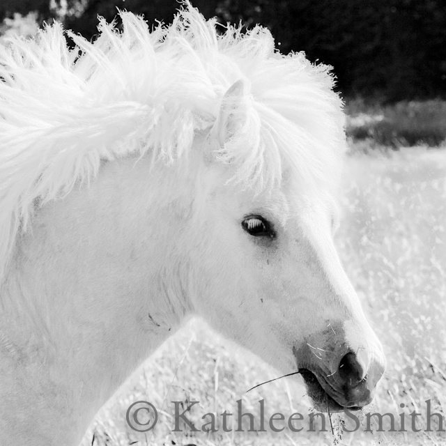 Head of young palomino Icelandic horse