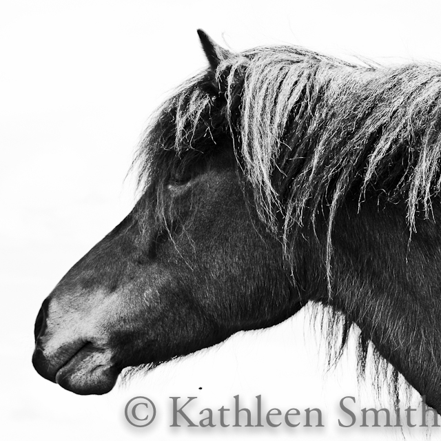 @Kathleen Smith, icelandic horse photo
