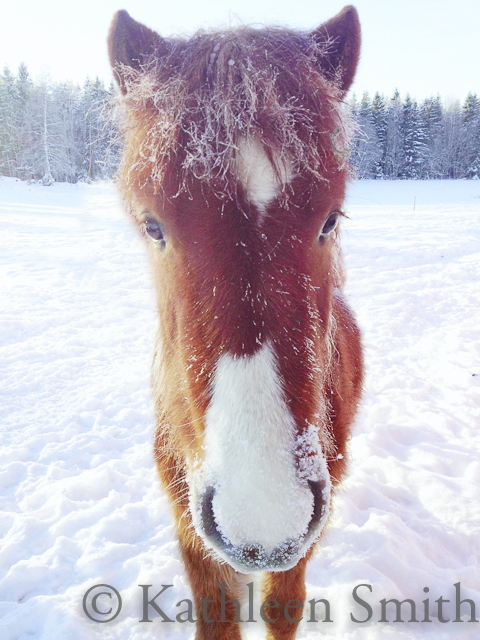 ©Kathleen Smith, Young Icelandic horse