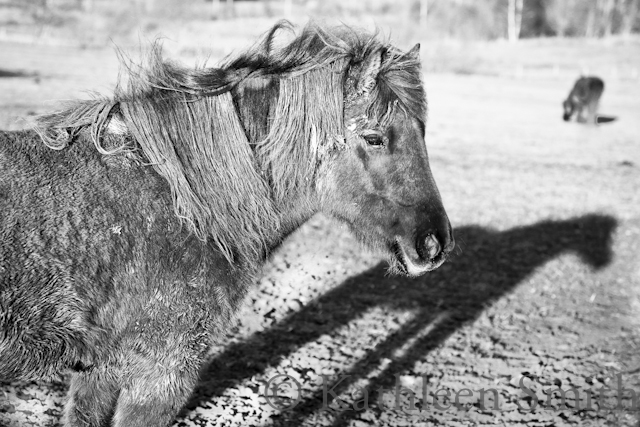 Icelandic horse ©Kathleen Smith