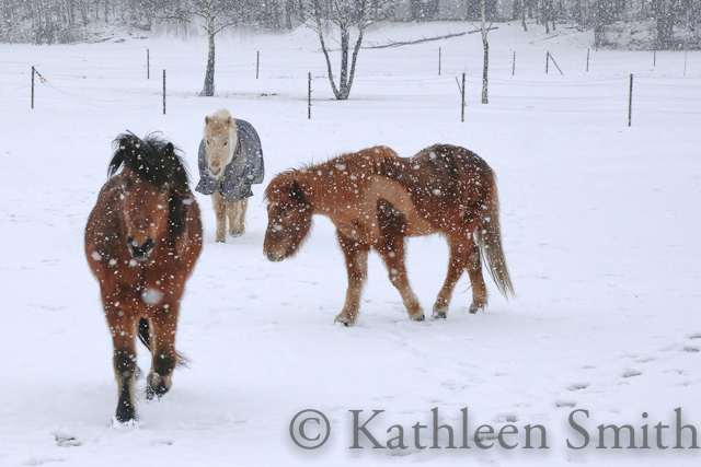 @Kathleen Smith, icelandic horses in snow