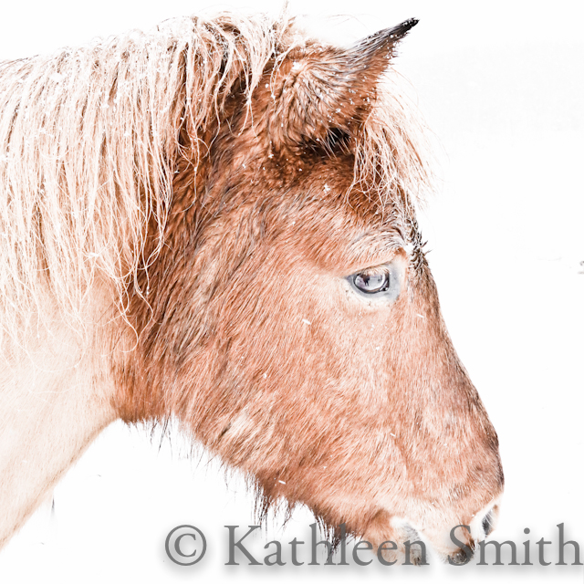 ©Kathleen Smith. Icelandic horse