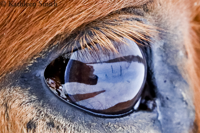 Eye of Icelandic horse