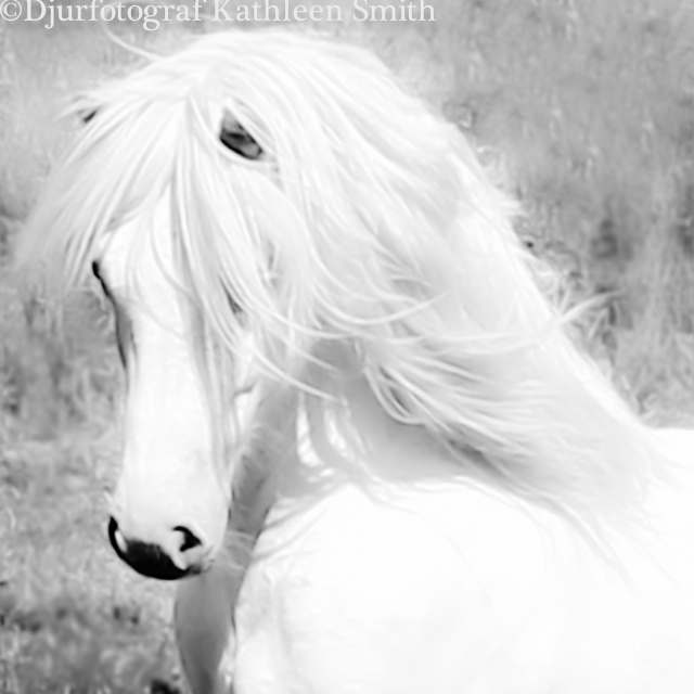 Head of white Icelandic horse