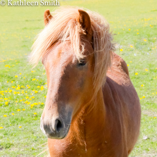 Icelandic horse yearling