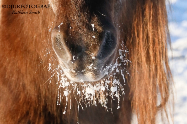 horse's muzzle with snow