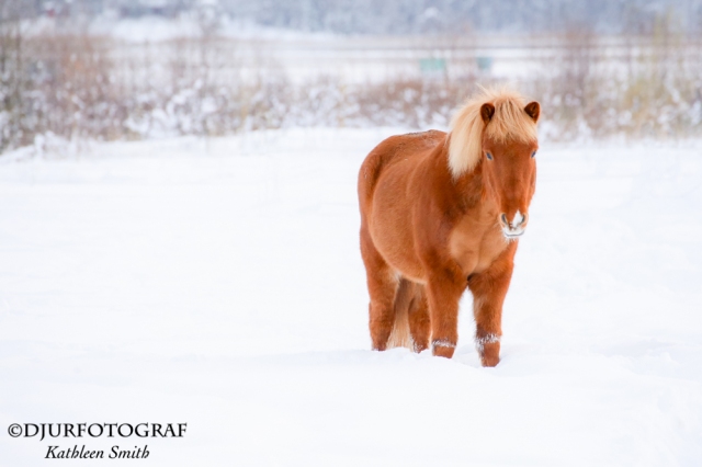 chestnut icelandic horse in a snowcovered field